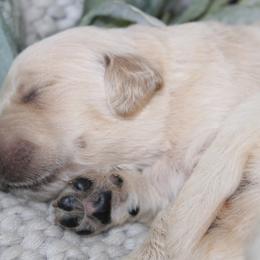 Golden Retriever Puppies from UnrivaledGoldens