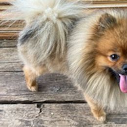 Pomeranians from New Addition Pets