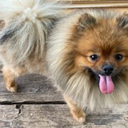 Pomeranians from New Addition Pets