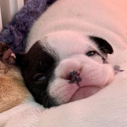 Star Spangled Banner Litter-Rocket - Brindle and white male French Bulldog puppy in Kalispell, Montana from Grace & Grit Frenchies