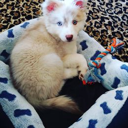 Pomsky Puppies from Icelandic Thunder