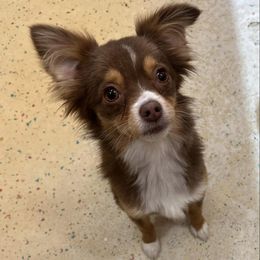 Miniature Australian Shepherds from BCK
