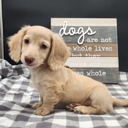 Asher - Cream male Dachshund puppy in Smallett, Missouri from Doxie Holler