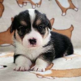 Corvus - Black and tan male Pembroke Welsh Corgi puppy in Warrensburg, New York from The Adirondack Corgi