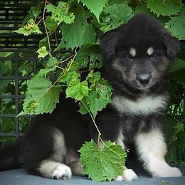 Rachel - Black and white female Alaskan Malamute puppy in Michigan from Warrior’s Legacy Alaskan Malamutes
