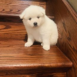 Viola - White female American Eskimo Dog puppy in Placerville, California from White Gypsy Ranch