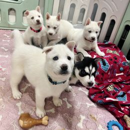 Maltese and Siberian Husky Puppies from Nyx’s Pack