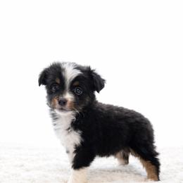 Cash - Black tri male Toy Australian Shepherd puppy in Louisville, Mississippi from Kristy’s Kennels