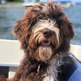 Bella - Aussiedoodle