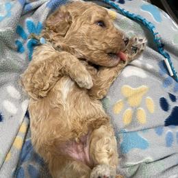 NOAM - Light Blue Boy - Cream male Poodle puppy in Charlo, Montana from Heavenly Hilltop Farm