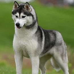 Keke - Siberian Husky
