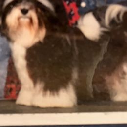 Shelby - Havanese