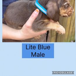 Mr Lt Blue - Liver and tan male Bloodhound puppy in Dillwyn, Virginia from Hardiman’s Howlin’ Hounds