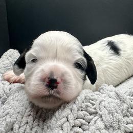 Lumie - Tri-color female Cavapoo puppy in Cameron, South Carolina from Sassy Sailor & Company