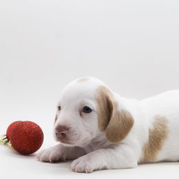Male 1 - Piebald male Dachshund puppy in Childress, Texas from Taylor Farms