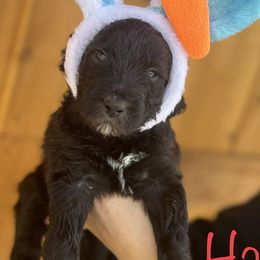 Harry - Black and white Sheepadoodle puppy in Cleburne, Texas from DoodlesOjoy