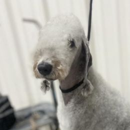 Sochi - Bedlington Terrier