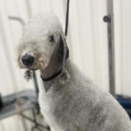 Sochi - Bedlington Terrier