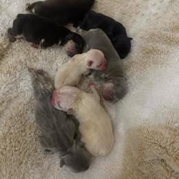 Cream with OFA Parents - Cream female French Bulldog puppy in Billings, Montana from Yellowstone Frenchies