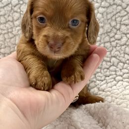 Dachshund Puppies from JK Kennel