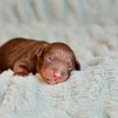 Merced - male Golden Mountain Doodle puppy in Murray, Utah from Good Looking Dogs