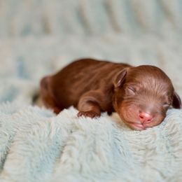 Merced - male Golden Mountain Doodle puppy in Murray, Utah from Good Looking Dogs