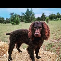 Boykin Spaniel All Grown Up from DrWatson Boykin Spaniels