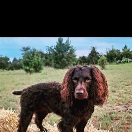 Boykin Spaniel All Grown Up from DrWatson Boykin Spaniels