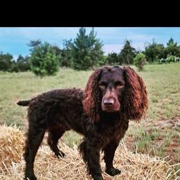 Boykin Spaniel All Grown Up from DrWatson Boykin Spaniels