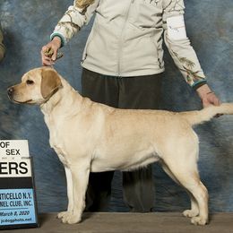 Labrador Retrievers from Swinging Bridge Labrador Retrievers