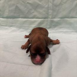 Chewbacca - Merle male Cavachon puppy in Greeley, Colorado from Cute, Colorado Cavachons