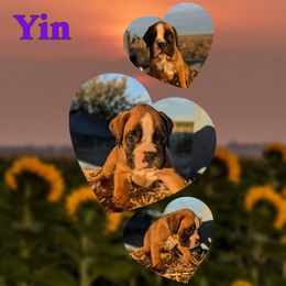 Yin - Fawn female Boxer puppy in Mountain Home, Idaho from LJK Boxers & Toy Aussies