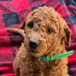Pugsley - Green collar - Red  male Goldendoodle puppy in Puyallup, Washington from Dawnie’s Doodles