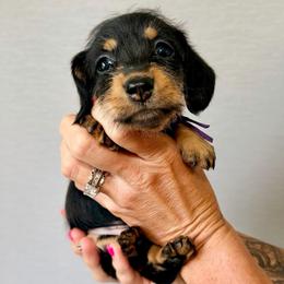 Birdie - Black and tan female Dachshund puppy in Alva, Florida from Salty C's Dachshunds