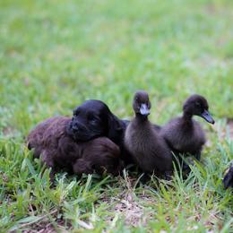 Cockapoo Puppies from Eden Dog