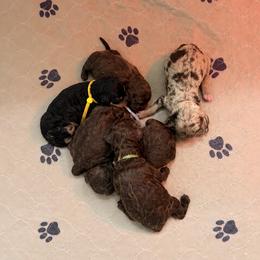 Goldendoodle puppies from Gentle Paw Poodles and Doodles