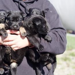 Border Collie and German Shepherd Puppies from Von Guadachi German Shepherds & Audacity Border Collies