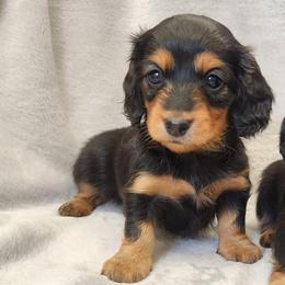 Sugar - Black and tan female Dachshund puppy in Trenton, Florida from Kings Dachshunds