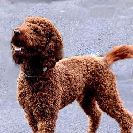 Bernedoodle, Goldendoodle, and Poodle All Grown Up from Good Dog Doodles
