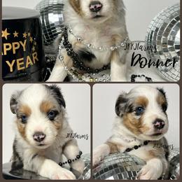 (2) Donner, BMM - Blue merle male Miniature American Shepherd puppy in Huntington, Texas from JKKJ Farms