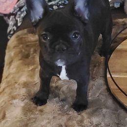 French Bulldog Puppies from A&D Frenchies