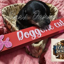 Dachshund Puppies from Dee’s Denim Dachshunds