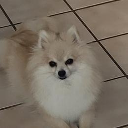 SADIE - Pomeranian