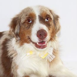 Sadie - Miniature Australian Shepherd