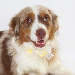 Sadie - Miniature Australian Shepherd