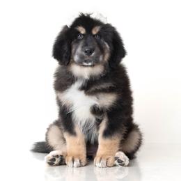 Cream Bow Girl - Black and tan female Tibetan Mastiff puppy in Illinois from Adynasty Tibetan Mastiffs