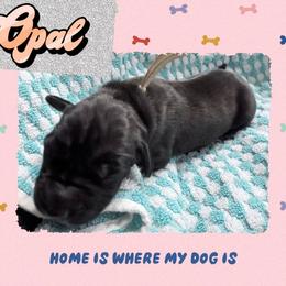 Opal - Black and white female Great Dane puppy in Gonzales, Louisiana from Anstatt House Of Danes