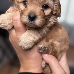 Mal-Shi, Maltese, and Maltipoo Puppies from Joy-fur puppies