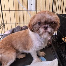 Shih-Tzu Harper - Tri-color female Yorkipoo puppy in Las Vegas, Nevada from Plush Toy Poodle Puppies & Pals