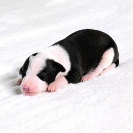 Yasmin Male 3 - Black male Italian Greyhound puppy in Sparta Tn And Caryville Fl, Tennessee from Summerwind Kennel